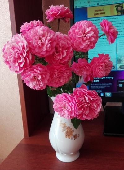 Надежда Клюйко